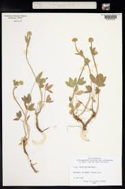 Attēlu rezultāti vaicājumam “Trifolium montanum”