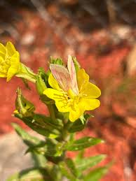 Attēlu rezultāti vaicājumam “Oenothera biennis bud”