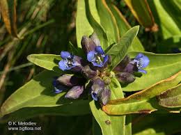 Attēlu rezultāti vaicājumam “Gentiana cruciata flower”