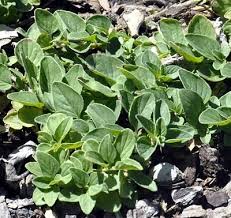 Image result for Origanum vulgare