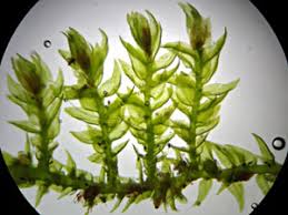 Attēlu rezultāti vaicājumam “Leskea polycarpa”