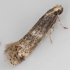 Attēlu rezultāti vaicājumam “Elachista maculicerusella”