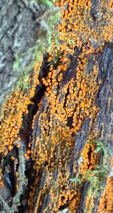 Attēlu rezultāti vaicājumam “Trichia sp.”