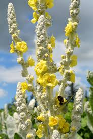 Attēlu rezultāti vaicājumam “Verbascum”
