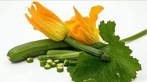 Attēlu rezultāti vaicājumam “Cucurbita pepo leaf”