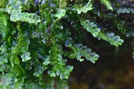 Attēlu rezultāti vaicājumam “Chiloscyphus polyanthos”