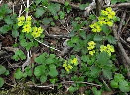 Attēlu rezultāti vaicājumam “Chrysosplenium alternifolium flower”