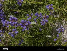 Attēlu rezultāti vaicājumam “Dracocephalum ruyschiana fruit”