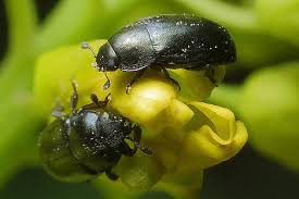 Attēlu rezultāti vaicājumam “Meligethes sp.”