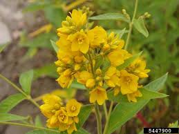 Attēlu rezultāti vaicājumam “Lysimachia vulgaris”