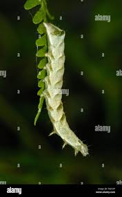 Attēlu rezultāti vaicājumam “Melanchra persicariae”