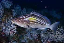 Image result for Epinephelus costae