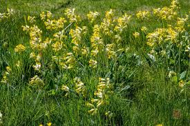 Attēlu rezultāti vaicājumam “Primula x polyantha flower”