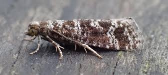 Attēlu rezultāti vaicājumam “Rhyacionia pinicolana”