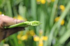 Attēlu rezultāti vaicājumam “Iris pseudacorus leaf”