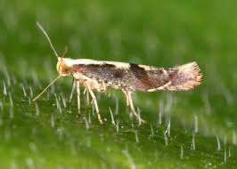 Attēlu rezultāti vaicājumam “Argyresthia semifusca”