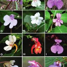 Image result for Impatiens balsamina