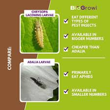 Attēlu rezultāti vaicājumam “Chrysopa”