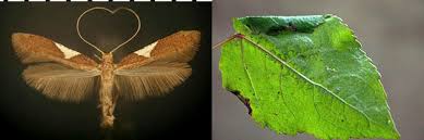 Attēlu rezultāti vaicājumam “Caloptilia stigmatella”