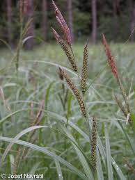 Attēlu rezultāti vaicājumam “Carex acuta leaf”