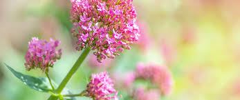 Attēlu rezultāti vaicājumam “Valeriana officinalis fruit”
