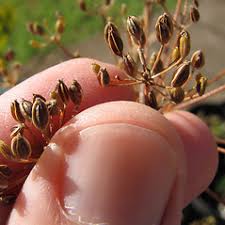 Attēlu rezultāti vaicājumam “Anethum graveolens leaf”