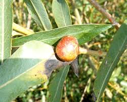 Attēlu rezultāti vaicājumam “Salix purpurea leaf”