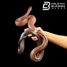 Attēlu rezultāti vaicājumam “Cribraria costata macro”