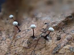 Attēlu rezultāti vaicājumam “Didymium melanospermum spores”