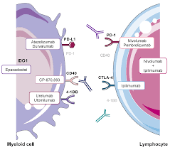 Image result for Calne Alpha 4