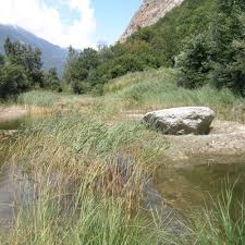 Attēlu rezultāti vaicājumam “Chara intermedia”