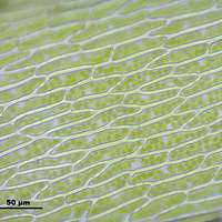 Attēlu rezultāti vaicājumam “Pohlia annotina”