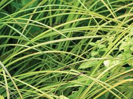 Attēlu rezultāti vaicājumam “Carex remota leaf”