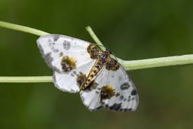 Attēlu rezultāti vaicājumam “Abraxas sylvata larva”