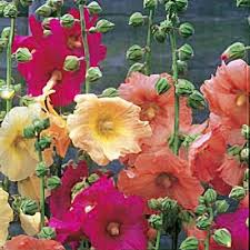 Image result for Alcea rosea `Appleblossom`