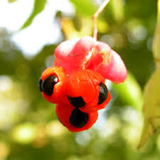 Attēlu rezultāti vaicājumam “Euonymus verrucosus fruit”