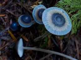Attēlu rezultāti vaicājumam “Mycena amicta”