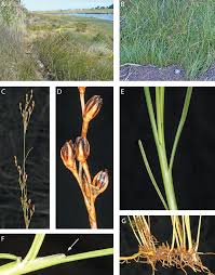 Attēlu rezultāti vaicājumam “Juncus gerardii leaf”