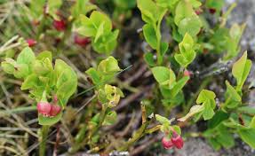 Attēlu rezultāti vaicājumam “Vaccinium myrtillus leaf”