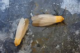 Attēlu rezultāti vaicājumam “Lithosia quadra male”