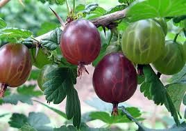 Attēlu rezultāti vaicājumam “Ribes uva-crispa fruit”