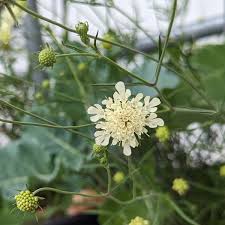 Attēlu rezultāti vaicājumam “Scabiosa ochroleuca”