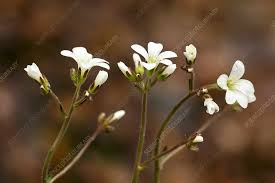 Attēlu rezultāti vaicājumam “Saxifraga granulata flower”