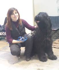 Hobby - Briard - Ulrike Theumer - Hunde leiden seltener unter ...