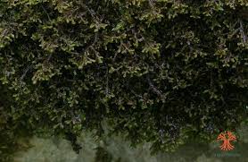 Attēlu rezultāti vaicājumam “Frullania tamarisci”