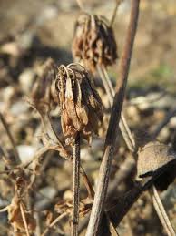 Attēlu rezultāti vaicājumam “Trifolium repens fruit”