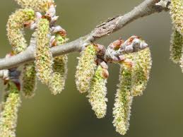 Attēlu rezultāti vaicājumam “Populus alba”