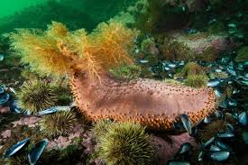 Image result for Cucumaria frondosa