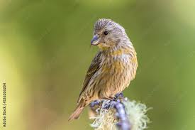 Image result for Loxia curvirostra