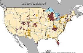 Image result for Dorosoma cepedianum